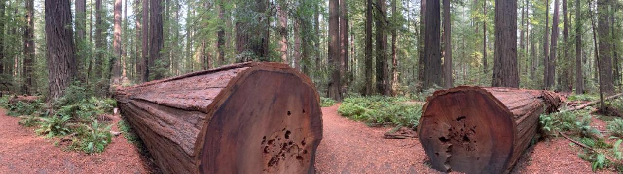 מלון גארברוויל Glamping In The Redwoods With A Hot Tub! מראה חיצוני תמונה